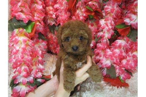 成約済の茨城県のトイプードル-79393の2枚目