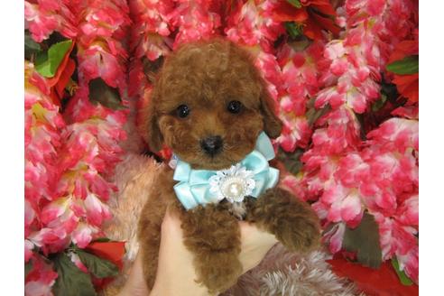 成約済の茨城県のトイプードル-79394