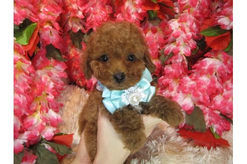 成約済の茨城県のトイプードル-79394の3枚目