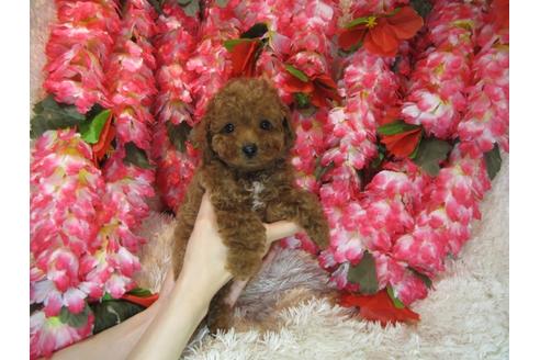 成約済の茨城県のトイプードル-79394の2枚目