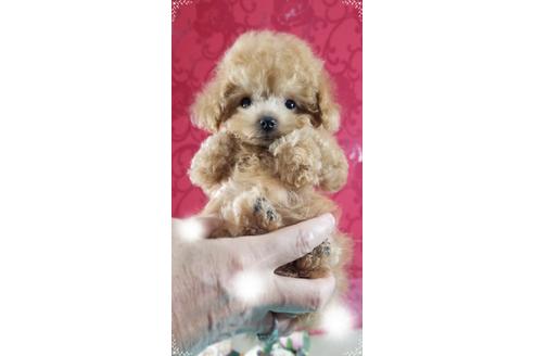 成約済の千葉県のトイプードル-79406の1枚目
