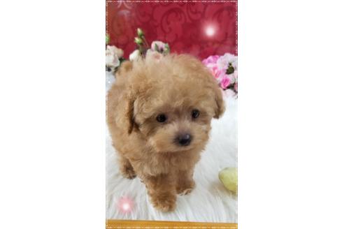 成約済の千葉県のトイプードル-79406の4枚目