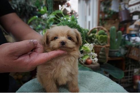 成約済の京都府のミックス犬-78439の1枚目