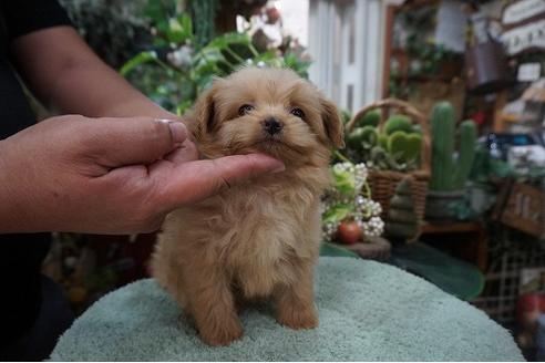 成約済の京都府のミックス犬-78439の3枚目