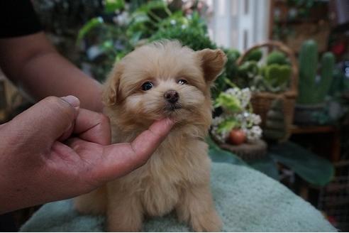 成約済の京都府のミックス犬-78440の3枚目