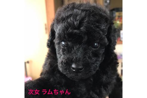 子犬