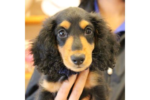 成約済の愛知県のカニンヘンダックスフンド(ロングヘアード)-74891の8枚目