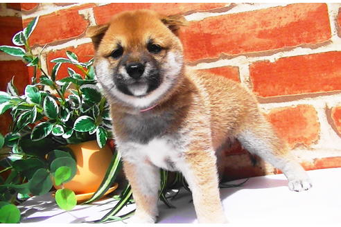 成約済の福岡県の豆柴-77549の1枚目