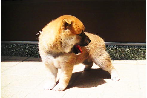 成約済の福岡県の豆柴-77549の9枚目