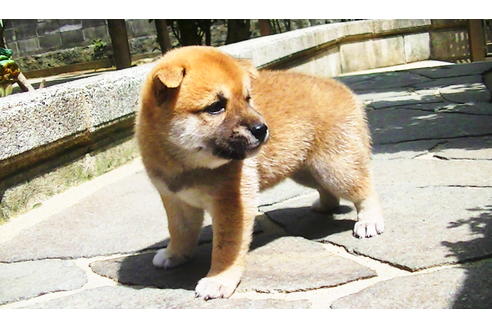 成約済の福岡県の豆柴-77549の8枚目