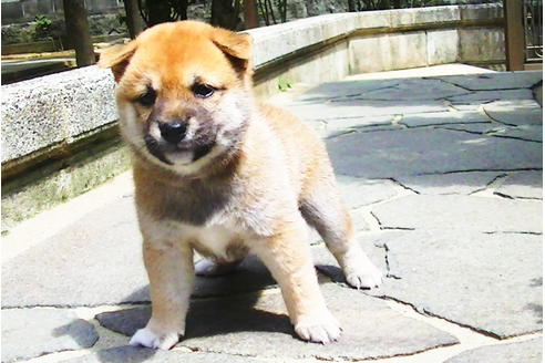 成約済の福岡県の豆柴-77549の7枚目