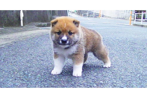 成約済の福岡県の豆柴-77553の4枚目