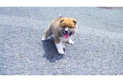 成約済の福岡県の豆柴-77553の3枚目