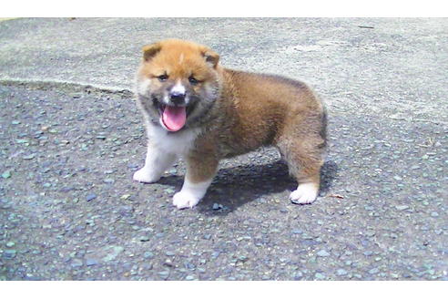 成約済の福岡県の豆柴-77553の2枚目