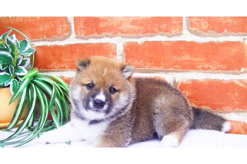 成約済の福岡県の豆柴-77553の1枚目