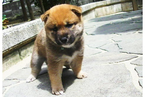 成約済の福岡県の豆柴-77550の7枚目