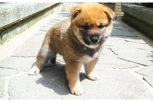 成約済の福岡県の豆柴-77550の6枚目