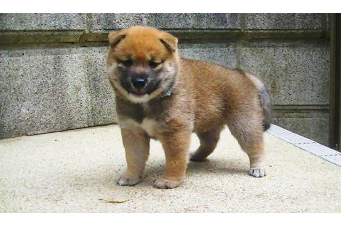 成約済の福岡県の豆柴-77550の5枚目