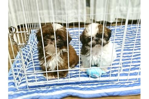 成約済の北海道のミックス犬-79505の2枚目