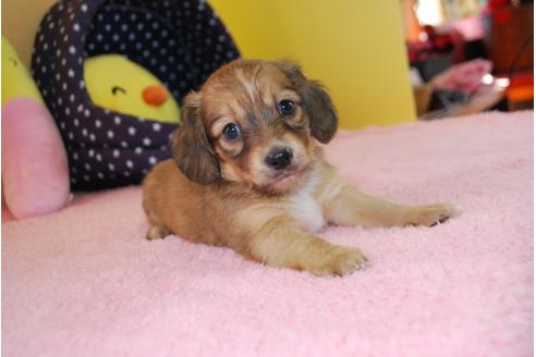成約済の京都府のミックス犬-78372の2枚目