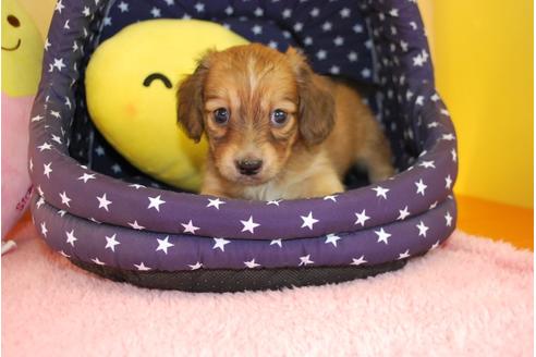 成約済の京都府のミックス犬-78372の1枚目