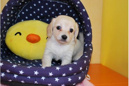成約済の京都府のミックス犬-78371の1枚目