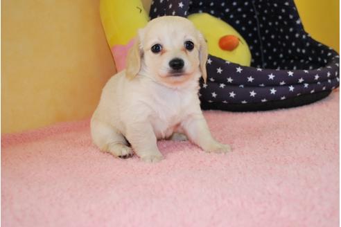 成約済の京都府のミックス犬-78371の3枚目