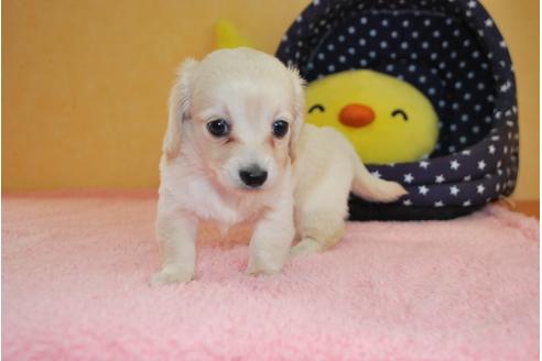 成約済の京都府のミックス犬-78371の2枚目