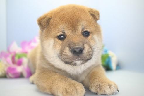 成約済の愛知県の柴犬-78595の1枚目