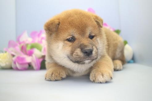 成約済の愛知県の柴犬-78595の4枚目