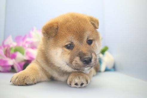 成約済の愛知県の柴犬-78595の3枚目