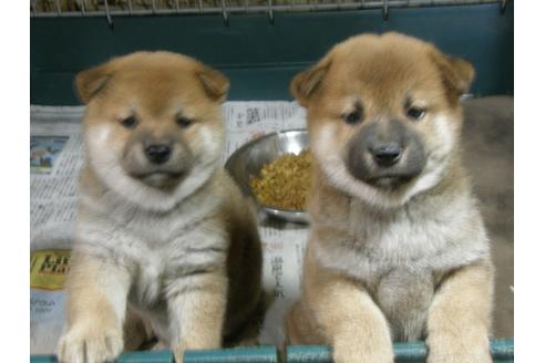 成約済の愛知県の柴犬-78595の2枚目