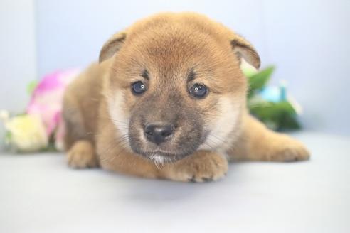 成約済の愛知県の柴犬-78596の1枚目