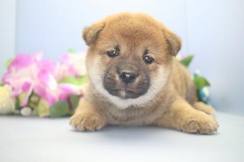 成約済の愛知県の柴犬-78596の5枚目