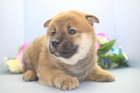 成約済の愛知県の柴犬-78596の4枚目