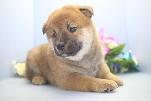 成約済の愛知県の柴犬-78596の3枚目