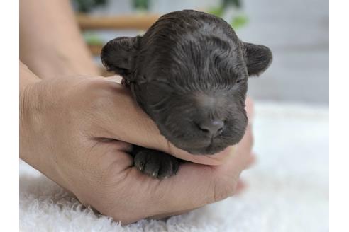 成約済の静岡県のトイプードル-79588の9枚目