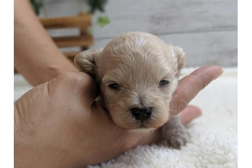 成約済の静岡県のマルプー:マルチーズ×トイプードル-79590の5枚目