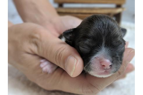 成約済の静岡県のチワワ(ロングコート)-79591の1枚目