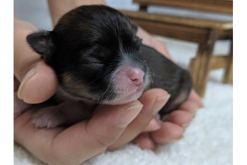 成約済の静岡県のチワワ(ロングコート)-79591の5枚目