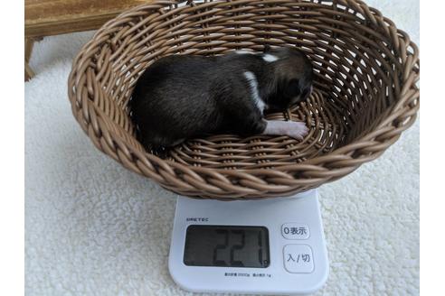 成約済の静岡県のチワワ(ロングコート)-79591の4枚目