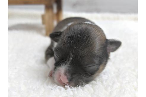 成約済の静岡県のチワワ(ロングコート)-79591の3枚目