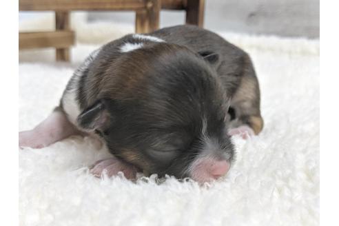 成約済の静岡県のチワワ(ロングコート)-79591の2枚目