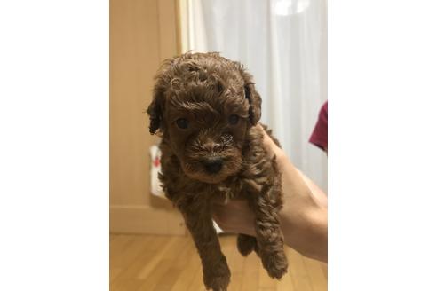 成約済の静岡県のトイプードル-79601の5枚目