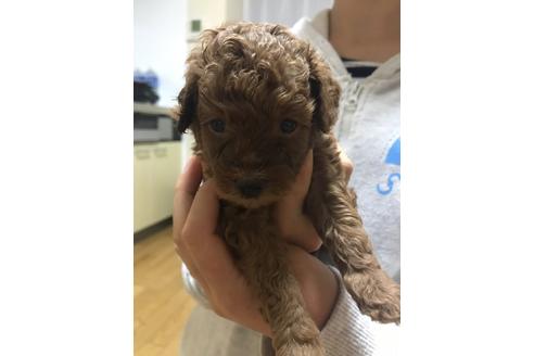 成約済の静岡県のトイプードル-79601の4枚目