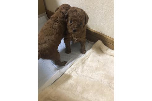 成約済の静岡県のトイプードル-79601の3枚目
