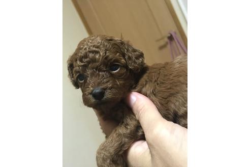 成約済の静岡県のトイプードル-79602の5枚目