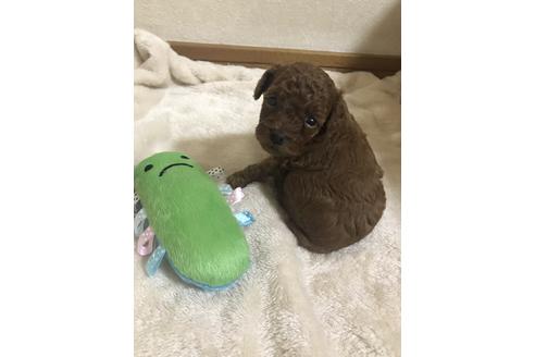 成約済の静岡県のトイプードル-79602の4枚目