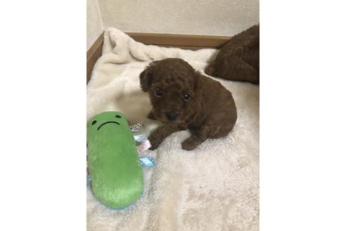 成約済の静岡県のトイプードル-79602の3枚目