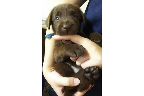 成約済の茨城県のラブラドールレトリーバー-79622の2枚目